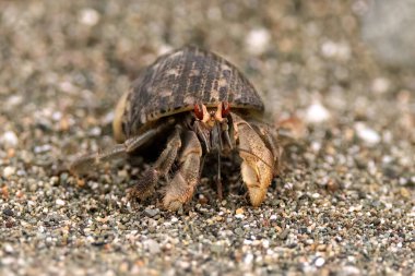Ekvador keşiş yengeci Coenobita Puerto Jimenez, Osa yarımadası, Kosta Rika sahilinde yürüyor. Yüksek kalite fotoğraf