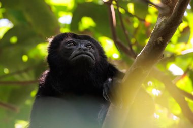 Uluyan maymun Kosta Rika 'daki Tortuguero ulusal parkında bir dala tünedi. Yüksek kalite fotoğraf