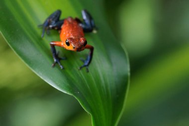 Blue-Jeans kurbağa diğer adıyla çilek kurbağası Oophaga pumilio - Dendrobates pumilio tüneyerek Horquetas, Heredia, Sarapiqui, Kosta Rika 'da yeşil bir yaprak üzerinde. Yüksek kalite fotoğraf