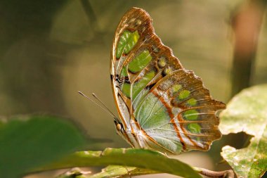 Kosta Rika 'daki Curi Cancha yedek parkında yerde duran Malachite kelebeği Siproeta stelenes. Yüksek kalite fotoğraf