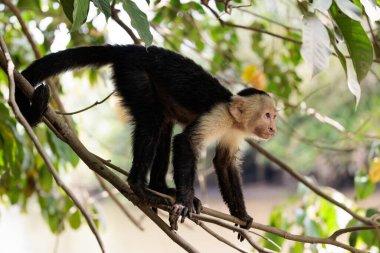 Beyaz yüzlü kapuçin - Kosta Rika, Osa yarımadası, Corcovado ulusal parkı yakınlarındaki Sierpe nehri boyunca beyaz başlı kapuçin Cebus taklitçisi