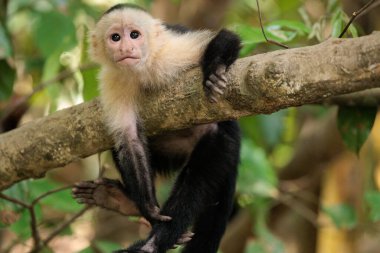 Beyaz yüzlü kapuçin - Kosta Rika, Osa yarımadası, Corcovado ulusal parkı yakınlarındaki Sierpe nehri boyunca beyaz başlı kapuçin Cebus taklitçisi