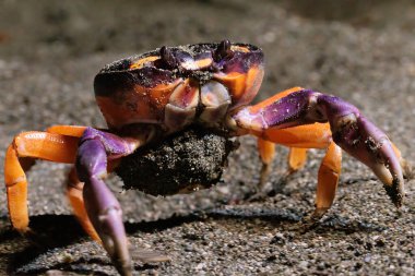 Geceleyin Puerto Jimenez, Osa yarımadası, Kosta Rika yakınlarındaki sahilde Gecarcinus Quadratus Cadılar Bayramı yengeci. Yüksek kalite fotoğraf