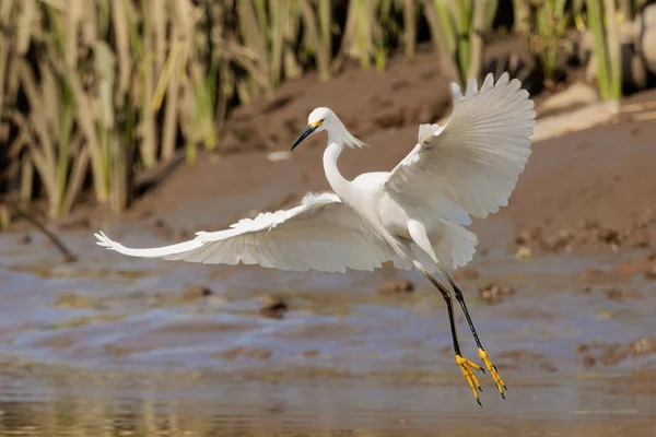 Λευκό Χιονισμένο Egret Egretta Thula Στα Ρηχά Νερά Του Ποταμού — Φωτογραφία Αρχείου