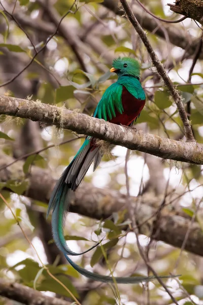 Quetzal Mâle Resplendissant Pharomachrus Mocinno Perché Sur Une Branche Près — Photo