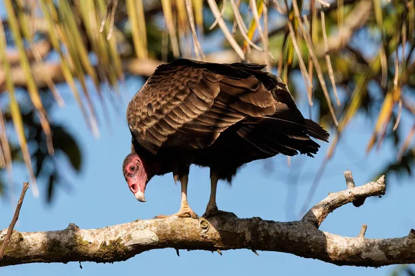 Truthahngeier Truthahnbussard Auf Einem Zweig Tortuguero Costa Rica Hochwertiges Foto — Stockfoto