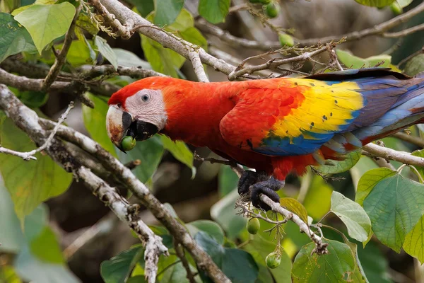 Scarlet Macaw Ara Macao Perching Branch Playa Blanca Puerto Jimenez — Stock Photo, Image