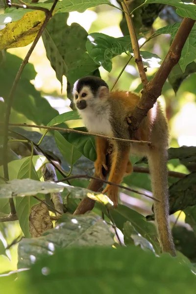 中美洲松鼠猴Saimiri Oerstedii栖息在哥斯达黎加Osa半岛Corcovado国家公园的一个分枝上 高质量的照片 — 图库照片