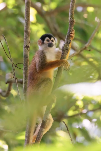 中美洲松鼠猴Saimiri Oerstedii栖息在哥斯达黎加Osa半岛Corcovado国家公园的一个分枝上 高质量的照片 — 图库照片