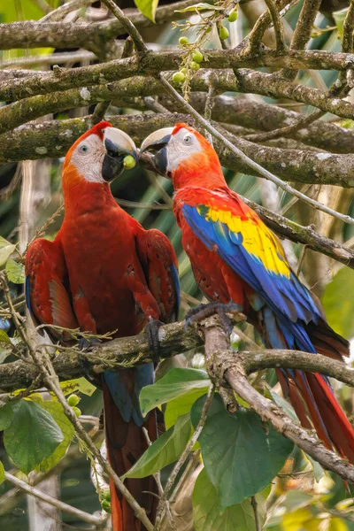 Couple Scarlet Macaws Ara Macao Perching Branch Playa Blanca Puerto — Stock Photo, Image