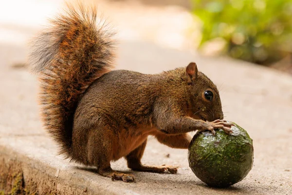 Gri Sincap Sciurus Carolinensis Yeşil Bir Avokado Yiyor Yüksek Kalite — Stok fotoğraf