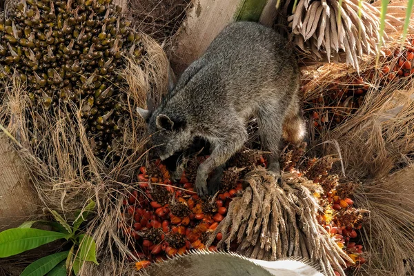哥斯达黎加科科瓦多国家公园附近的Sierpe河沿岸 常见的浣熊Procyon Lotor正在寻找食物 高质量的照片 — 图库照片