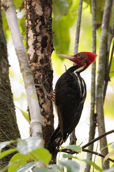 Solgun gagalı ağaçkakan Campephilus guatemalensis Corcovado Ulusal Parkı, Osa Yarımadası, Kosta Rika 'da bir ağaç seçiyor. Yüksek kalite fotoğraf
