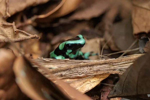 Yeşil ve siyah zehirli ok kurbağası Dendrobates Auratus 'u Horquetas, Heredia, Sarapiqui, Kosta Rika' nın kahverengi yapraklarıyla düşürür. Yüksek kalite fotoğraf