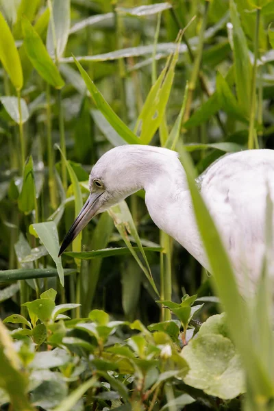 Kosta Rika Tortuguero Nun Sığ Sularında Yürüyen Beyaz Karlı Balıkçıl — Stok fotoğraf