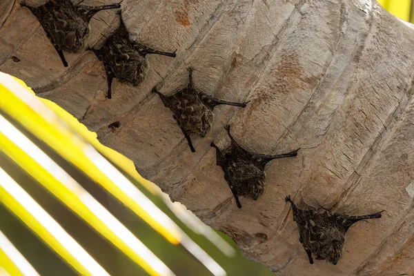 ヤシの木の上に並ぶ若いコウモリのグループは コスタリカのコルコバード国立公園の近くにあるSierpe川に沿っています 高品質の写真 — ストック写真