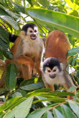 Orta Amerika sincabı Saimiri oerstedii Corcovado Ulusal Parkı, Osa yarımadası, Kosta Rika 'da bir dala tünedi. Yüksek kalite fotoğraf