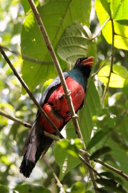 Kosta Rika 'daki Corcovado Ulusal Parkı' nda bir şubeye tünemiş Trogon Trogon Massenası. Yüksek kalite fotoğraf