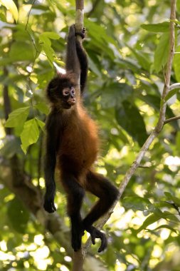 Siyah örümcek maymunu Simia Paniscus, Kosta Rika 'nın Osa yarımadasındaki Corcovado ulusal park yağmur ormanlarındaki bir ağaçta dinleniyor. Yüksek kalite fotoğraf