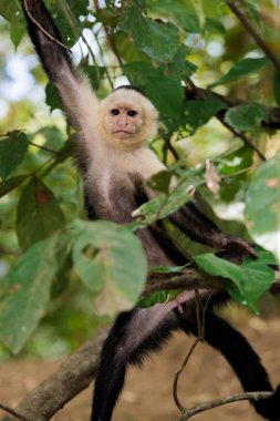 Beyaz yüzlü kapuçin - Kosta Rika, Osa yarımadası, Corcovado ulusal parkı yakınlarındaki Sierpe nehri boyunca beyaz başlı kapuçin Cebus taklitçisi