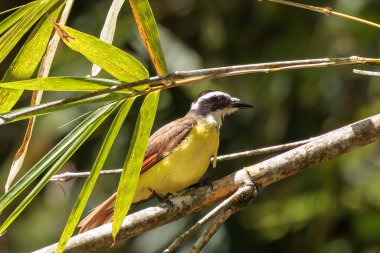 Kosta Rika 'nın Curi Cancha bölgesinde bir dala tünemiş Pitangus sülfüratı. Yüksek kalite fotoğraf