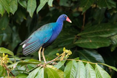 Kosta Rika 'daki Tortuguero Ulusal Park Nehir Kıyısı' ndaki bir dala tüneyen Amerikan mor gallinule Porphyrio martinicus. Yüksek kalite fotoğraf