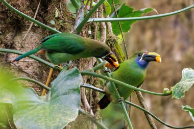 Zümrüt Toucanets Aulacorhynchus prasinus Santa Elena bulut ormanı Kosta Rika 'da bir dala tüneyip yiyor. Yüksek kalite fotoğraf