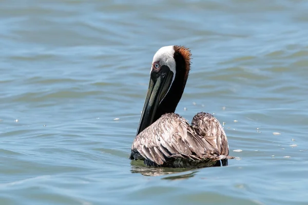 Braunpelikan Pelecanus Occidentalis Ruht Auf Dem Meer Vor Dem Corcovado — Stockfoto