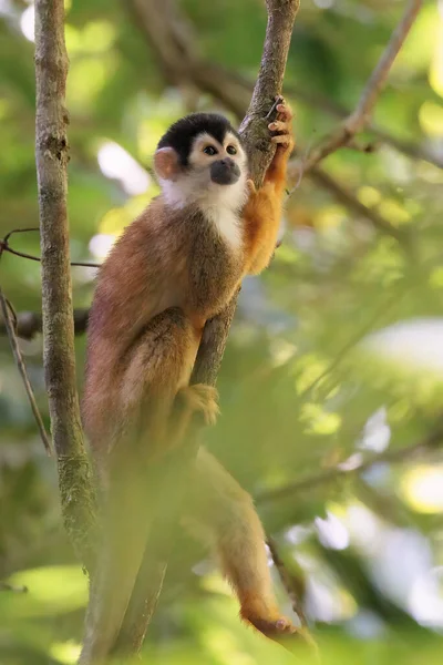 Midden Amerikaanse Eekhoorn Aap Saimiri Oerstedii Zittend Een Tak Corcovado — Stockfoto