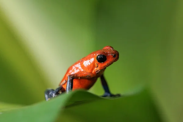 Blue Jeans Frog Strawberry Frog Oophaga Pumilio Dendrobates Pumilio Perching — Stock Photo, Image