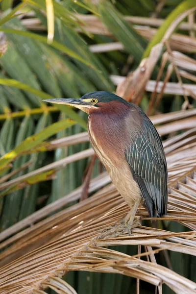 Tortuguero Nehir Kıyısındaki Kosta Rika Daki Tortuguero Ulusal Parkı Nda — Stok fotoğraf