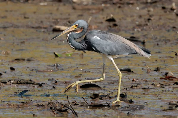 Dreifarbreiher Egretta Tricolor Schlamm Des Flusses Tortugueros Tortuguero Nationalpark Costa — Stockfoto