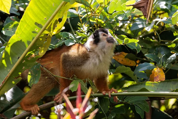 Μαϊμού Σκίουρος Της Κεντρικής Αμερικής Saimiri Oerstedii Σκαρφαλωμένος Ένα Υποκατάστημα — Φωτογραφία Αρχείου