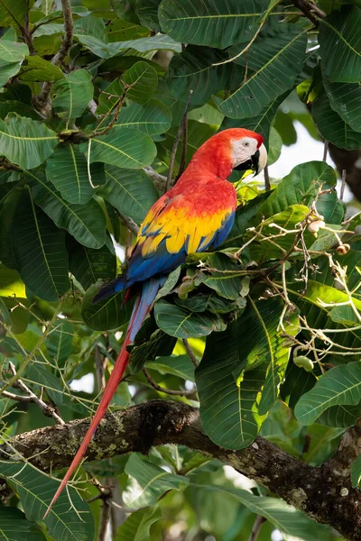 Scarlet Macaw Ara Makao Siedzi Gałęzi Parku Narodowym Corcovado Kostaryka — Zdjęcie stockowe