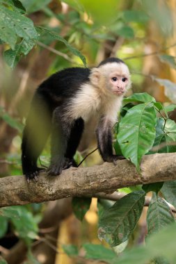 Beyaz yüzlü kapuçin - Kosta Rika, Osa yarımadası, Corcovado ulusal parkı yakınlarındaki Sierpe nehri boyunca beyaz başlı kapuçin Cebus taklitçisi
