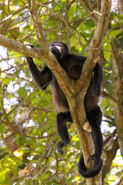 Uluyan maymun Kosta Rika 'daki Tortuguero ulusal parkında bir dala tünedi. Yüksek kalite fotoğraf