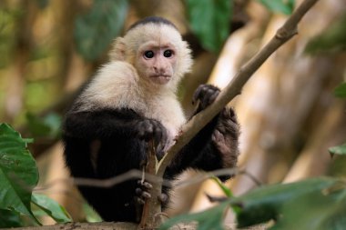 Beyaz yüzlü kapuçin - Kosta Rika, Osa yarımadası, Corcovado ulusal parkı yakınlarındaki Sierpe nehri boyunca beyaz başlı kapuçin Cebus taklitçisi
