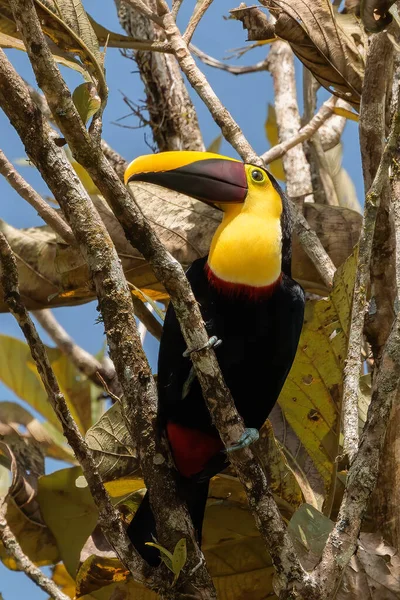 Tukan Żuchwie Siedzący Drzewie Kostaryka Wysokiej Jakości Zdjęcie — Zdjęcie stockowe