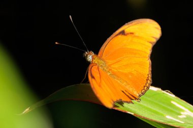 Kosta Rika, Tortuguero 'da yeşil bir yaprağa tüneyen Dryas Julia kelebeği. Yüksek kalite fotoğraf