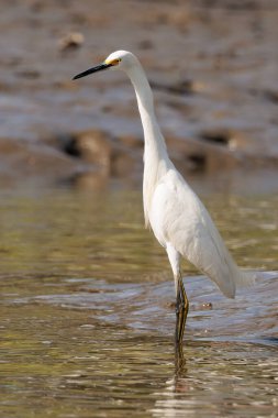 Kosta Rika 'daki Tortuguero Ulusal Parkı' nda yürüyen Büyük Egret Ardea Alba. Yüksek kalite fotoğraf