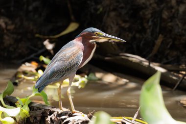 Tortuguero nehir kıyısındaki Kosta Rika 'daki Tortuguero Ulusal Parkı' nda bulunan bir dala tünemiş yeşil balıkçıllar görülüyor. Yüksek kalite fotoğraf
