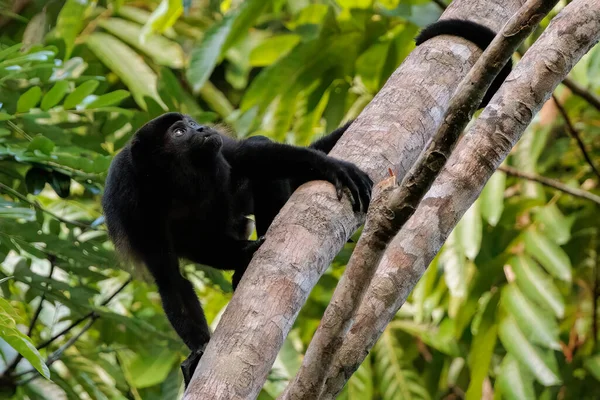 Howler Aap Simian Belzebul Een Boom Zoek Omhoog Corcovado Nationaal — Stockfoto