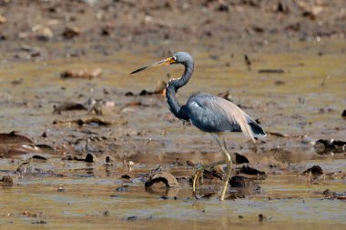 Tortugueros Nehri 'nin çamurunda Kosta Rika' daki Tortuguero ulusal parkında üç renkli balıkçıl Egretta. Yüksek kalite fotoğraf