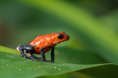 Blue-Jeans kurbağa diğer adıyla çilek kurbağası Oophaga pumilio - Dendrobates pumilio tüneyerek Horquetas, Heredia, Sarapiqui, Kosta Rika 'da yeşil bir yaprak üzerinde. Yüksek kalite fotoğraf