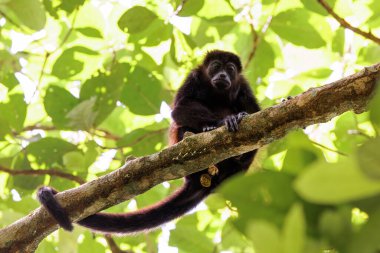 Uluyan maymun Kosta Rika 'daki Tortuguero ulusal parkında bir dala tünedi. Yüksek kalite fotoğraf