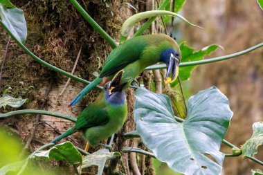 Zümrüt Toucanets Aulacorhynchus prasinus Santa Elena bulut ormanı Kosta Rika 'da bir dala tüneyip yiyor. Yüksek kalite fotoğraf