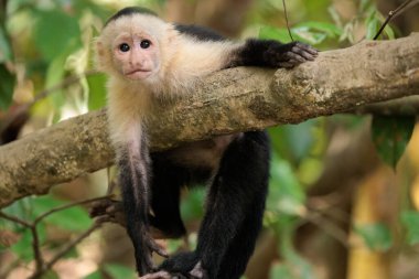 Beyaz yüzlü kapuçin - Kosta Rika, Osa yarımadası, Corcovado ulusal parkı yakınlarındaki Sierpe nehri boyunca beyaz başlı kapuçin Cebus taklitçisi