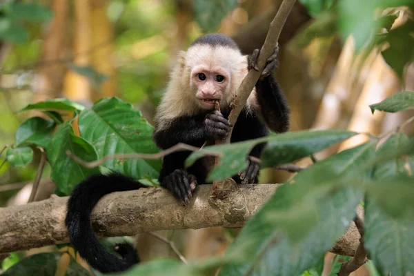 白脸卡普钦 White Faced Capuchin 白头卡普钦Cebus模拟器 沿着哥斯达黎加奥萨半岛科科瓦多国家公园附近的锡尔佩河进食 高质量的照片 — 图库照片