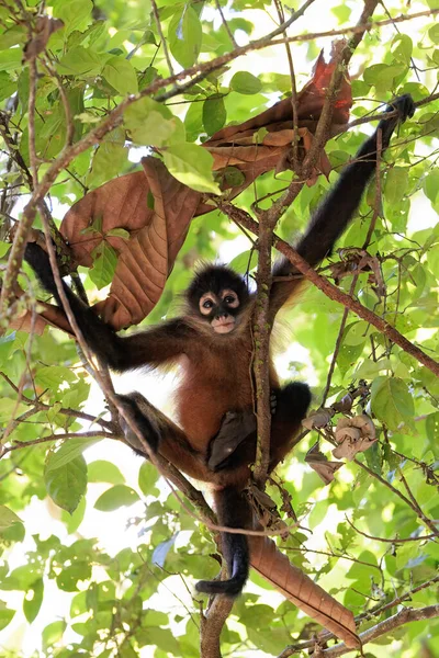 在哥斯达黎加科科瓦多国家公园热带雨林休息的黑蜘蛛猴 高质量的照片 — 图库照片