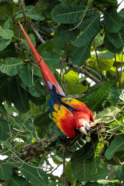 Scarlet Macaw Ara Makao Siedzi Gałęzi Parku Narodowym Corcovado Kostaryka — Zdjęcie stockowe
